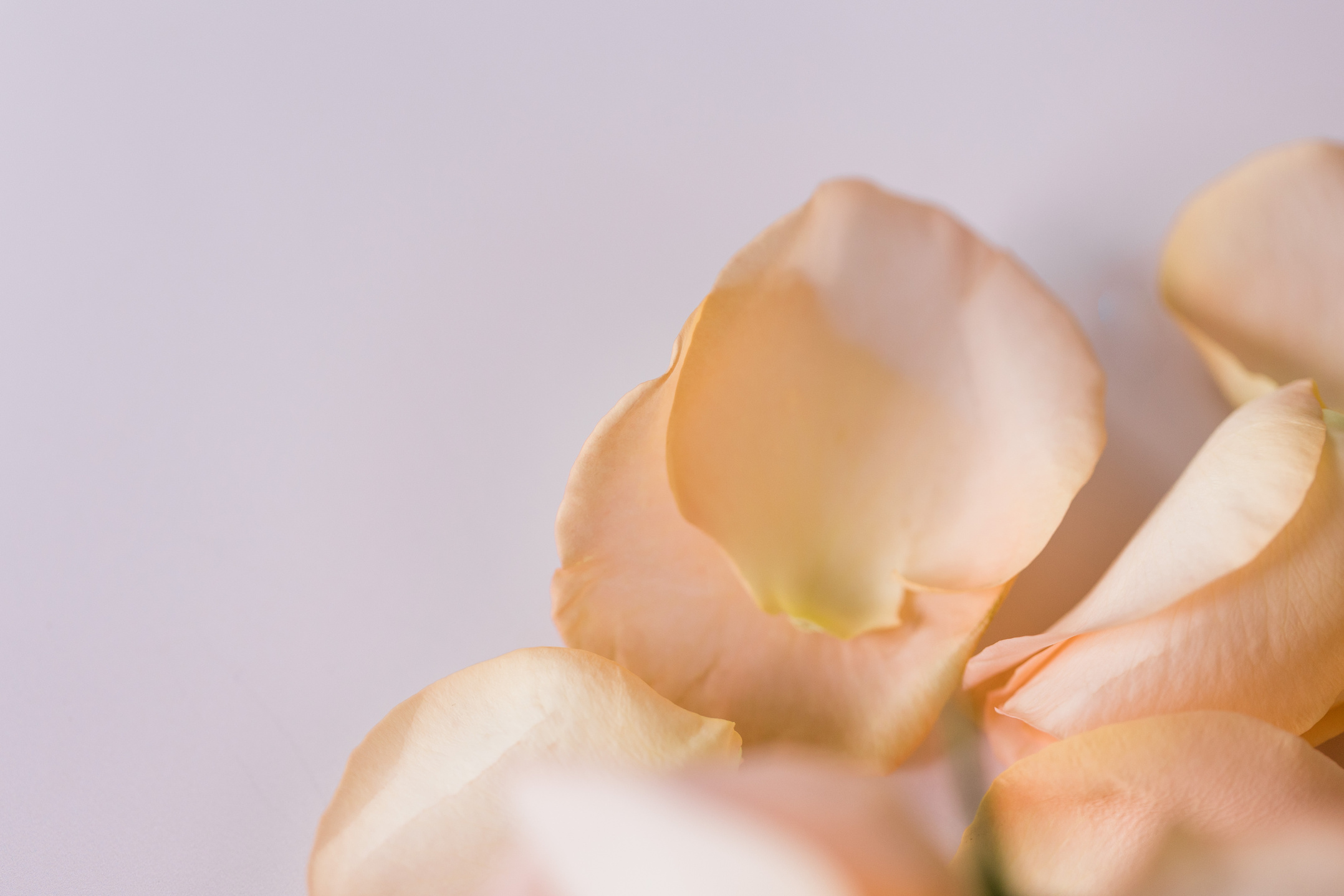 Rose Petals on a Table